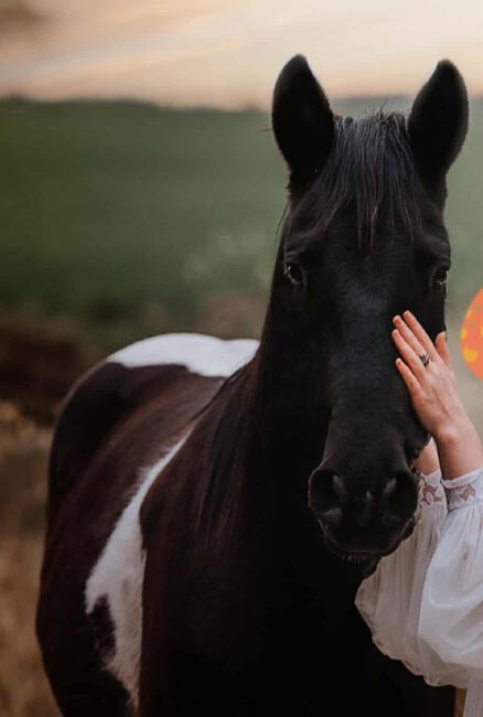 Tolle Paint Horse Stute mit super Charakter, Kerstin Rehbehn (Pferdemarketing Ost), Horses For Sale, Nienburg, Image 5