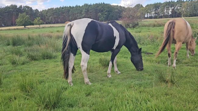 Tolle Paint Horse Stute mit super Charakter, Kerstin Rehbehn (Pferdemarketing Ost), Horses For Sale, Nienburg, Image 12