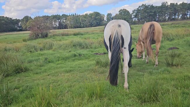 Tolle Paint Horse Stute mit super Charakter, Kerstin Rehbehn (Pferdemarketing Ost), Horses For Sale, Nienburg, Image 10