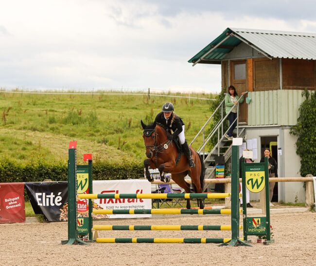 Toller Partner für Sport und Freizeit, Dorothee Dreher , Horses For Sale, Lörrach , Image 3