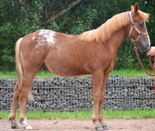 toller Quarter Horse/Appaloosa Pony Mix Hengst mit interessanter Färbung, Kerstin Rehbehn (Pferdemarketing Ost), Horses For Sale, Nienburg