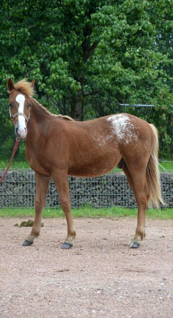 toller Quarter Horse/Appaloosa Pony Mix Hengst mit interessanter Färbung, Kerstin Rehbehn (Pferdemarketing Ost), Horses For Sale, Nienburg, Image 3