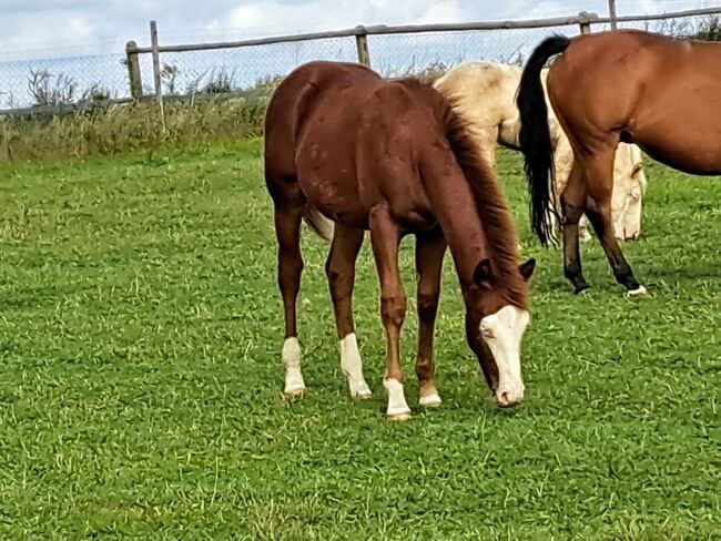 toller Quarter Horse Hengstjährling in Championfarbe, Kerstin Rehbehn (Pferdemarketing Ost), Horses For Sale, Nienburg, Image 2