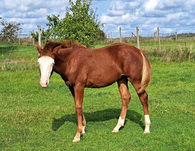 toller Quarter Horse Hengstjährling in Championfarbe, Kerstin Rehbehn (Pferdemarketing Ost), Horses For Sale, Nienburg, Image 3