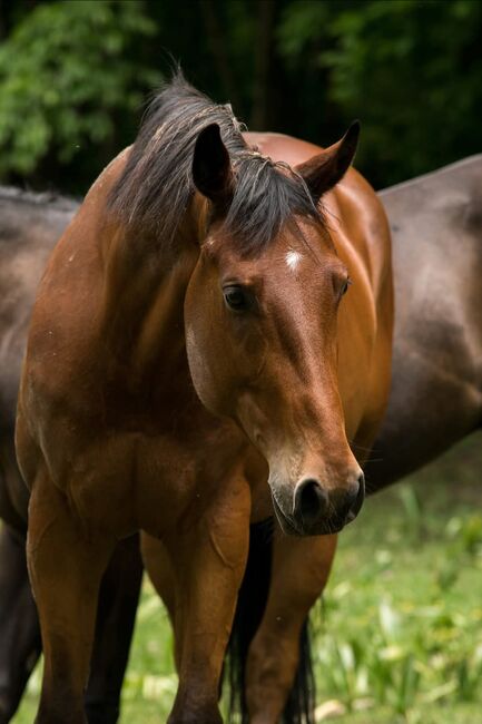 Toller Quarter Horse Wallach im besten Alter, Manuela KUBNY , Horses For Sale, Küßnach , Image 6