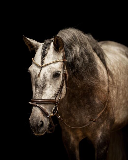 Toller Wallach sucht Bestplatz ✨, Nathalie, Horses For Sale, Hollabrunn, Image 6