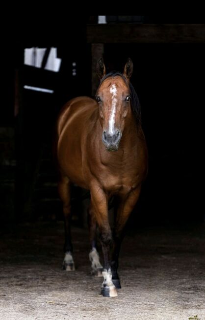 Toller Wallach für den ambitionierten Freizeitreiter, Latissa, Horses For Sale, Plüderhausen, Image 2