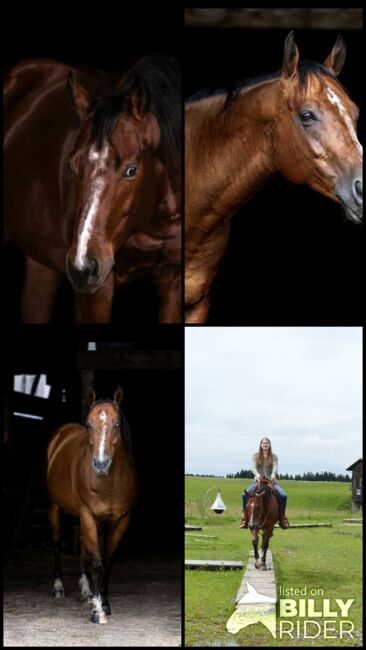 Toller Wallach für den ambitionierten Freizeitreiter, Latissa, Horses For Sale, Plüderhausen, Image 6