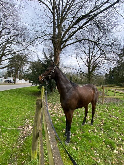 Toller vollblut Wallach, Alina, Horses For Sale, Ratingen , Image 2