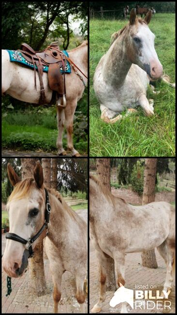 toller Freizeitpartner, Kerstin Rehbehn (Pferdemarketing Ost), Horses For Sale, Nienburg, Image 13