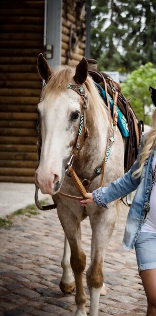 toller Freizeitpartner, Kerstin Rehbehn (Pferdemarketing Ost), Horses For Sale, Nienburg, Image 9