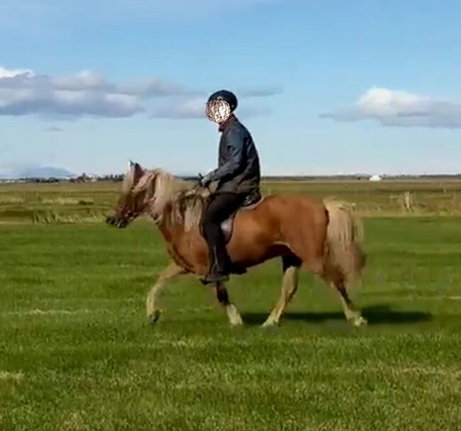 Toller Freizeitpartner für anspruchsvolle Reiter, Islandpferde-aus-Island, Horses For Sale, Südisland