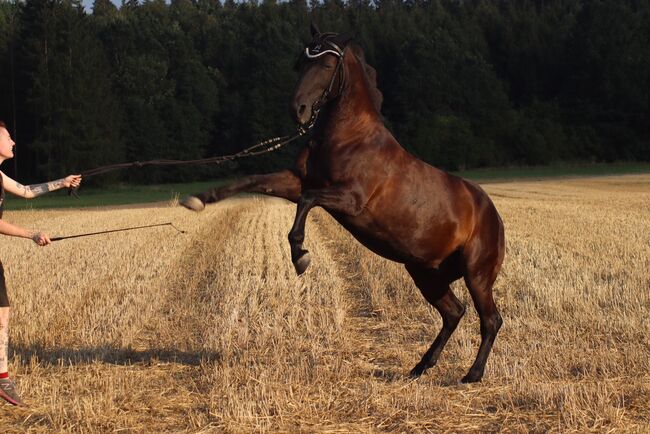 Tolles Freizeit Pony sucht Bestplatz, Sandro, Horses For Sale, Pfullendorf , Image 2