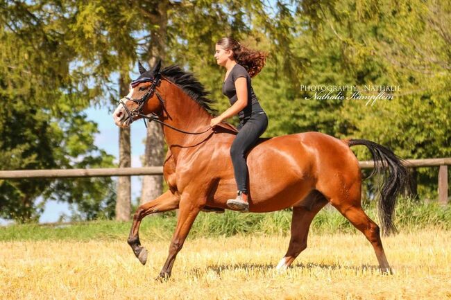 Gewinnerpony für Einsteiger, Katharina Lehmann (Pferdevermittlung Leus), Pferd kaufen, Limburg an der Lahn, Abbildung 4