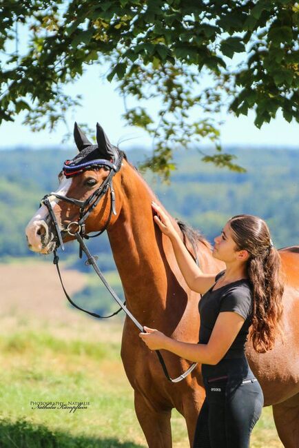 Gewinnerpony für Einsteiger, Katharina Lehmann (Pferdevermittlung Leus), Pferd kaufen, Limburg an der Lahn, Abbildung 2