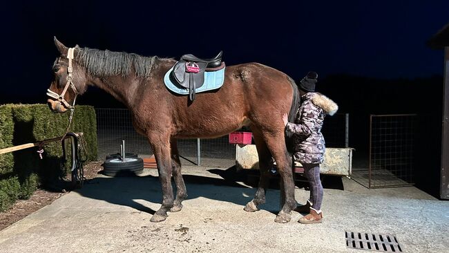 Riesenbaby sucht Bestplatz!, Laura, Konie na sprzedaż, Straden, Image 7