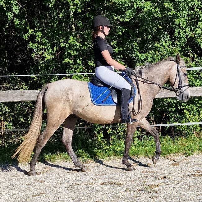 Gin Tonic 🐴🐎🦄, Denise, Pferd kaufen, Aurolzmünster 