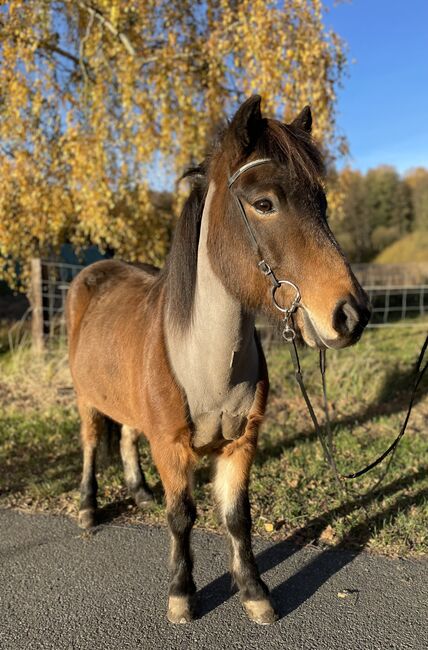 Ægir-zuverlässiger motivierter Fünfgänger für Freizeit und Turnier, Birte Schiermeier, Horses For Sale, Soltau