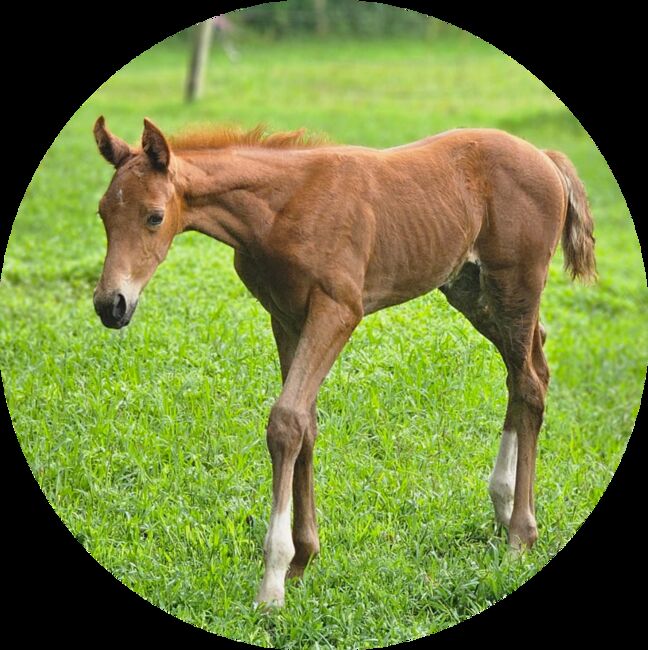 Glamourdale Enkel *30.06.24, C. Röben , Horses For Sale, Wittmund Carolinensiel, Image 2