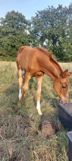 Glamourdale Enkel *30.06.24, C. Röben , Horses For Sale, Wittmund Carolinensiel, Image 3