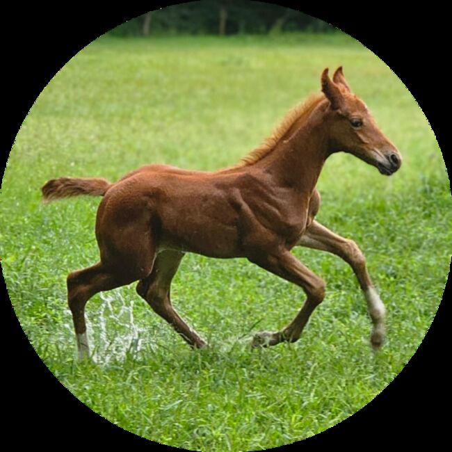 Glamourdale Enkel *30.06.24, C. Röben , Horses For Sale, Wittmund Carolinensiel, Image 9