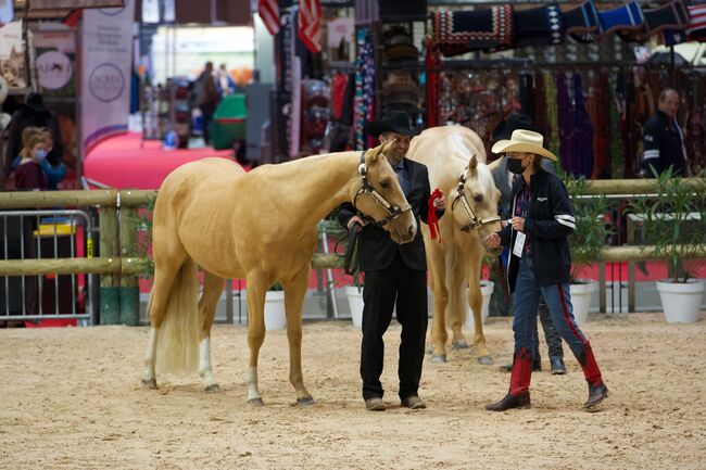 Goldglänzender, sehr menschenbezogener Quarter Horse Wallach, Kerstin Rehbehn (Pferdemarketing Ost), Horses For Sale, Nienburg, Image 2