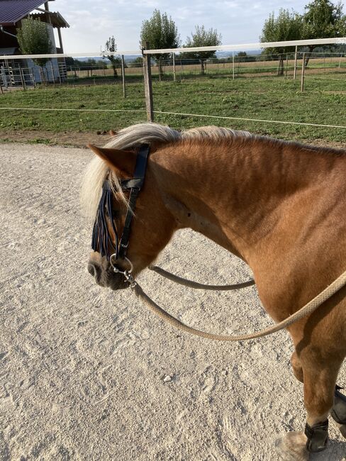 Quatschkopf zum Verlieben, K.Krono, Horses For Sale, Boll, Image 6