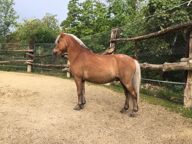 Quatschkopf zum Verlieben, K.Krono, Horses For Sale, Boll