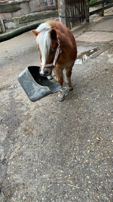 Quatschkopf zum Verlieben, K.Krono, Horses For Sale, Boll, Image 3