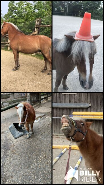 Quatschkopf zum Verlieben, K.Krono, Horses For Sale, Boll, Image 8