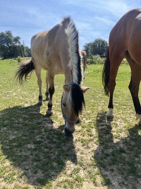 Herzensgute Fjordstute, Kerstin, Horses For Sale, Grafendorf, Image 6