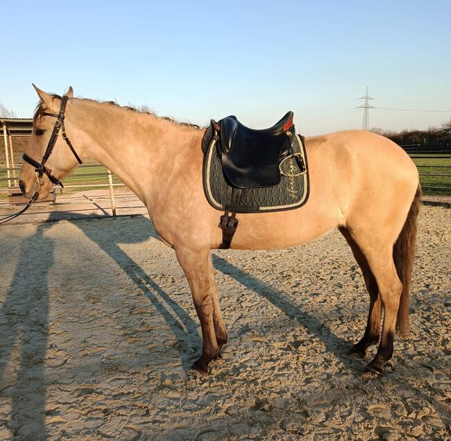 Gekörte PSL Stute in Traumfarbe, ISPA - Iberische Sportpferde Agentur (ISPA - Iberische Sportpferde Agentur), Horses For Sale, Bedburg, Image 3