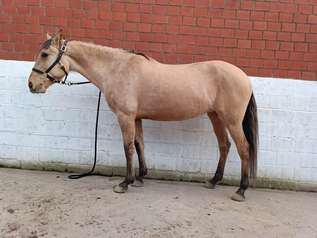 Gekörte PSL Stute in Traumfarbe, ISPA - Iberische Sportpferde Agentur (ISPA - Iberische Sportpferde Agentur), Horses For Sale, Bedburg, Image 9