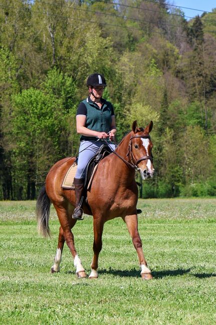 Gutmütiger 3Jähriger Freiberger Wallach, Sarah Wick, Horses For Sale, Arnegg, Image 6