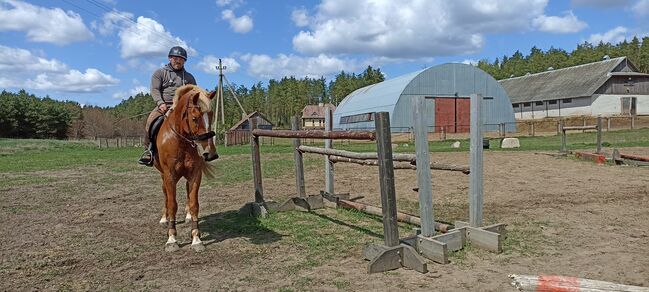 good and nice looking jumping horse, Marius Kardokas, Horses For Sale, Kalėnai, Image 4