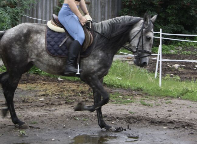 Artige 7 jährige Stute, Justine Kluge, Horses For Sale, Ausleben , Image 12