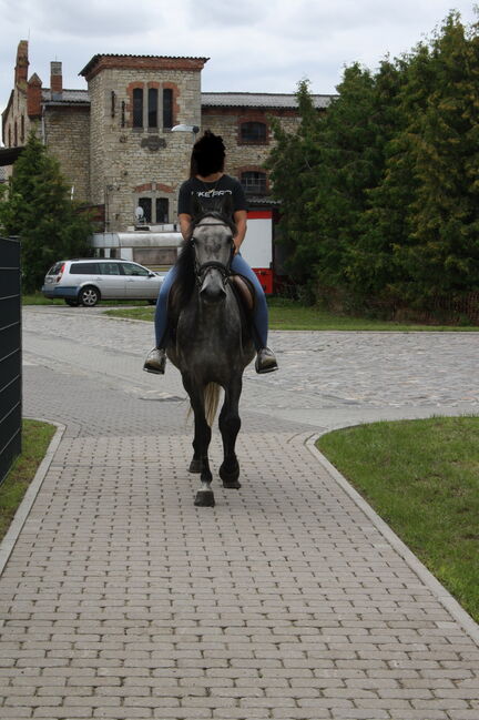 Artige 7 jährige Stute, Justine Kluge, Horses For Sale, Ausleben , Image 11