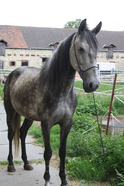 Artige 7 jährige Stute, Justine Kluge, Horses For Sale, Ausleben , Image 10