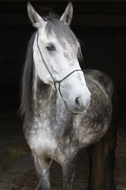 Artige 7 jährige Stute, Justine Kluge, Horses For Sale, Ausleben , Image 8