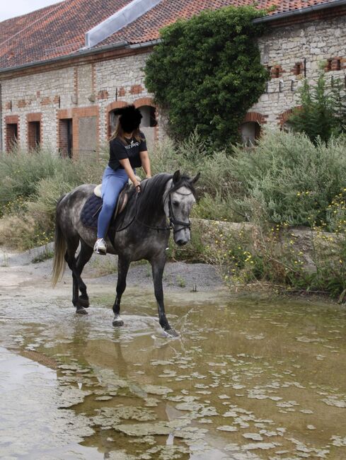 Artige 7 jährige Stute, Justine Kluge, Horses For Sale, Ausleben , Image 6