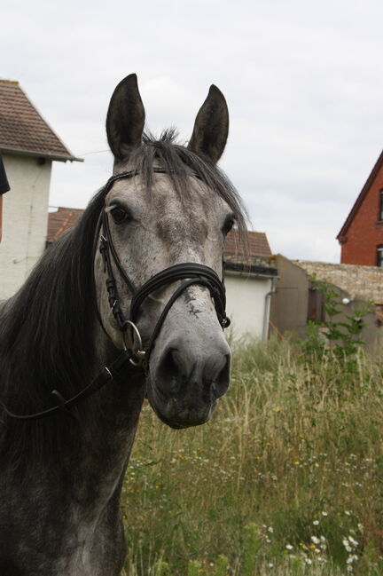 Artige 7 jährige Stute, Justine Kluge, Horses For Sale, Ausleben , Image 4