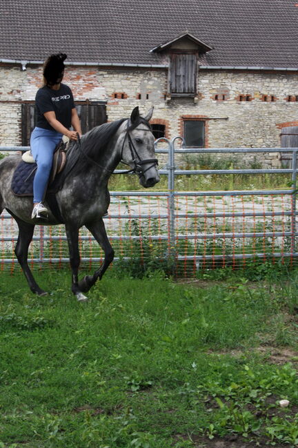 Artige 7 jährige Stute, Justine Kluge, Horses For Sale, Ausleben , Image 3