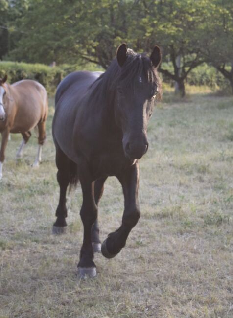 Braves Freizeitpferd / Fahrpferd, Luna, Horses For Sale, Sangerhausen , Image 2