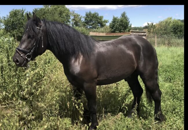 Braves Freizeitpferd / Fahrpferd, Luna, Horses For Sale, Sangerhausen 