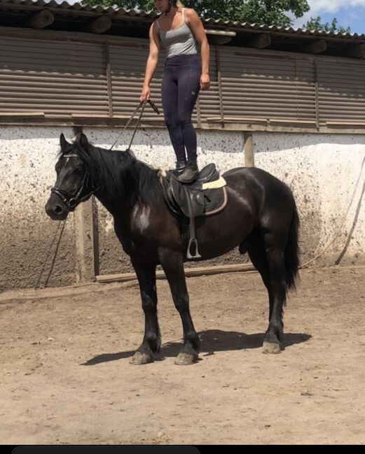 Braves Freizeitpferd / Fahrpferd, Luna, Horses For Sale, Sangerhausen , Image 3