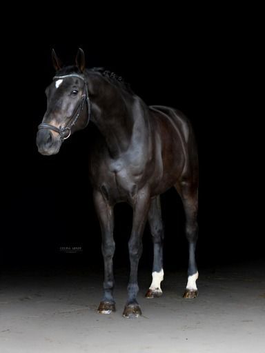 Braver und rittiger Allrounder, Mona, Horses For Sale, Hofgeismar, Image 2