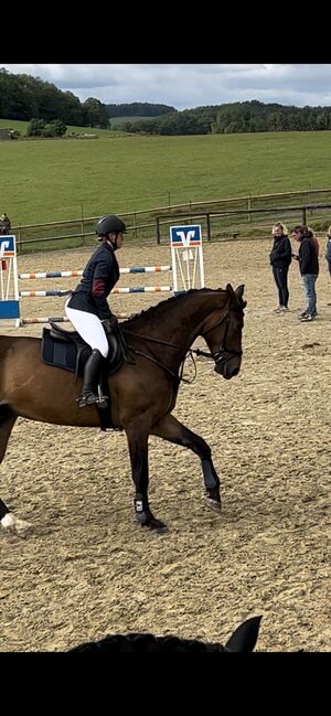 Braver großer Wallach mit toller Springmanier, Laura , Horses For Sale, Ruppichteroth, Image 8