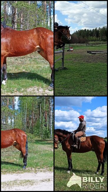 good jumping horse, Marius Kardokas, Horses For Sale, Kalėnai, Image 13