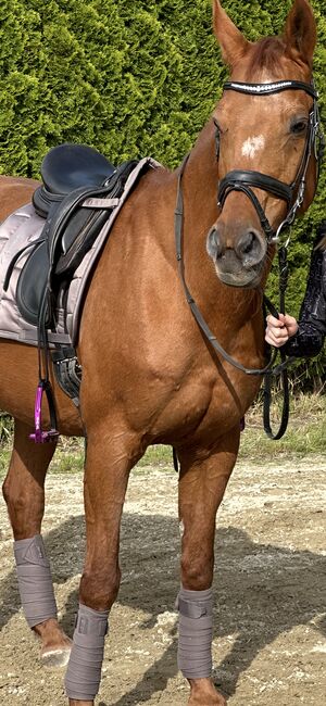Braves Freizeitpferd zu vergeben!, Katharina , Horses For Sale, Großgmain 
