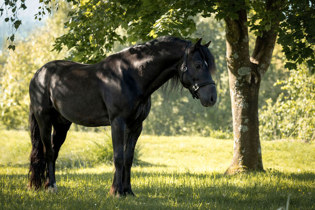Braver Rappe mit tollen GGA und liebenswerten Charakter, Karina Fischer, Horses For Sale, DROBOLLACH 